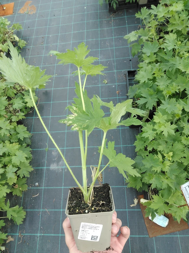 Jaloritarinkannus Magic Fountains White (Dark Bee) - 24. 6. 2025