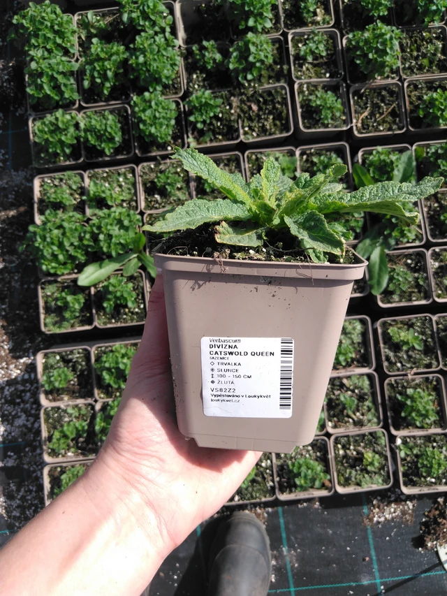 Verbascum Cotswold Queen - 2024