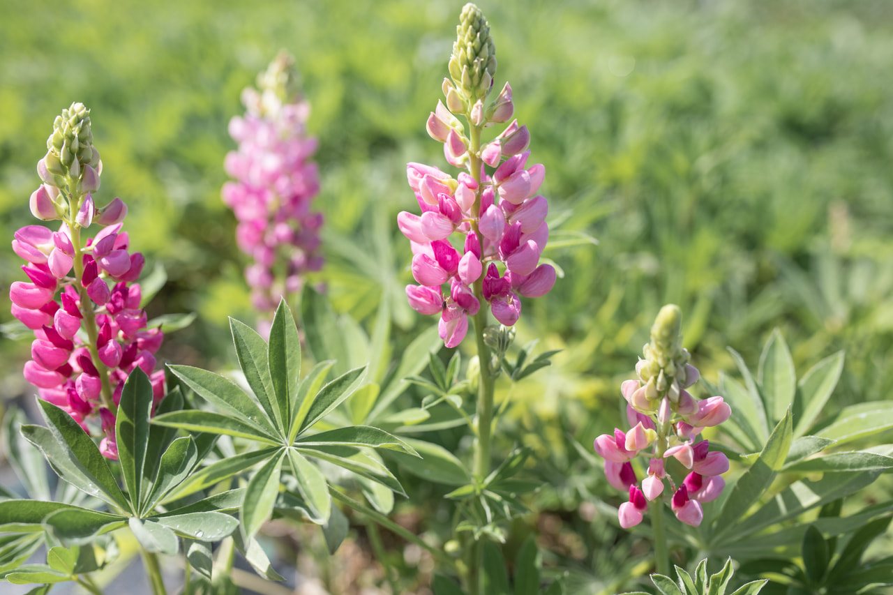Lupiini Gallery Pink, Loukykvět