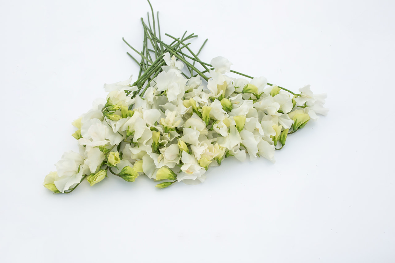 Lathyrus Spring Sunshine White, Loukykvět