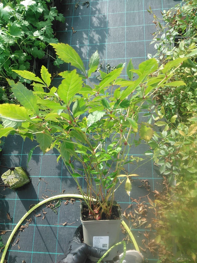 Jaloangervo Erika - 13. 10. 2025