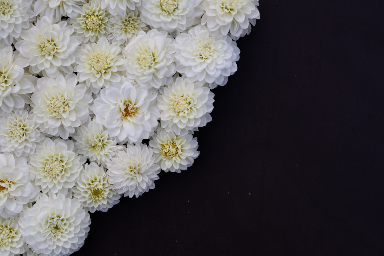 Dalia White Renova, Loukykvět