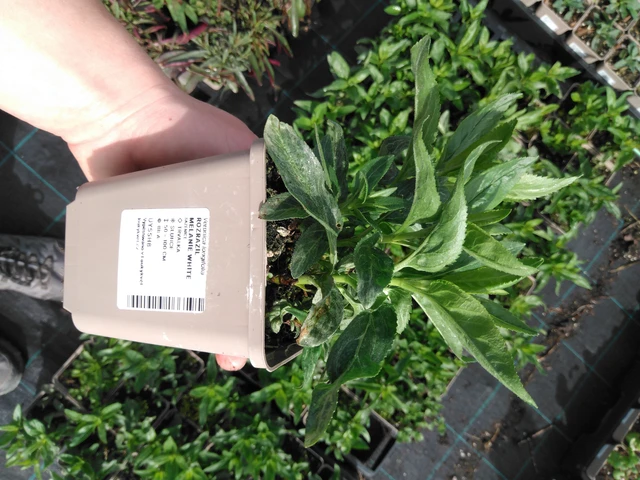 Tädyke Melanie White - 2024