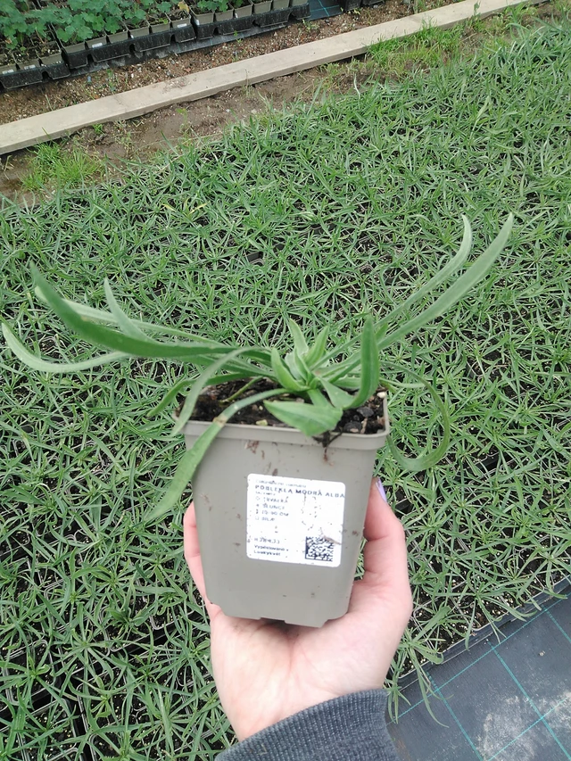 Siniharmaakello Alba - 9. 6. 2025