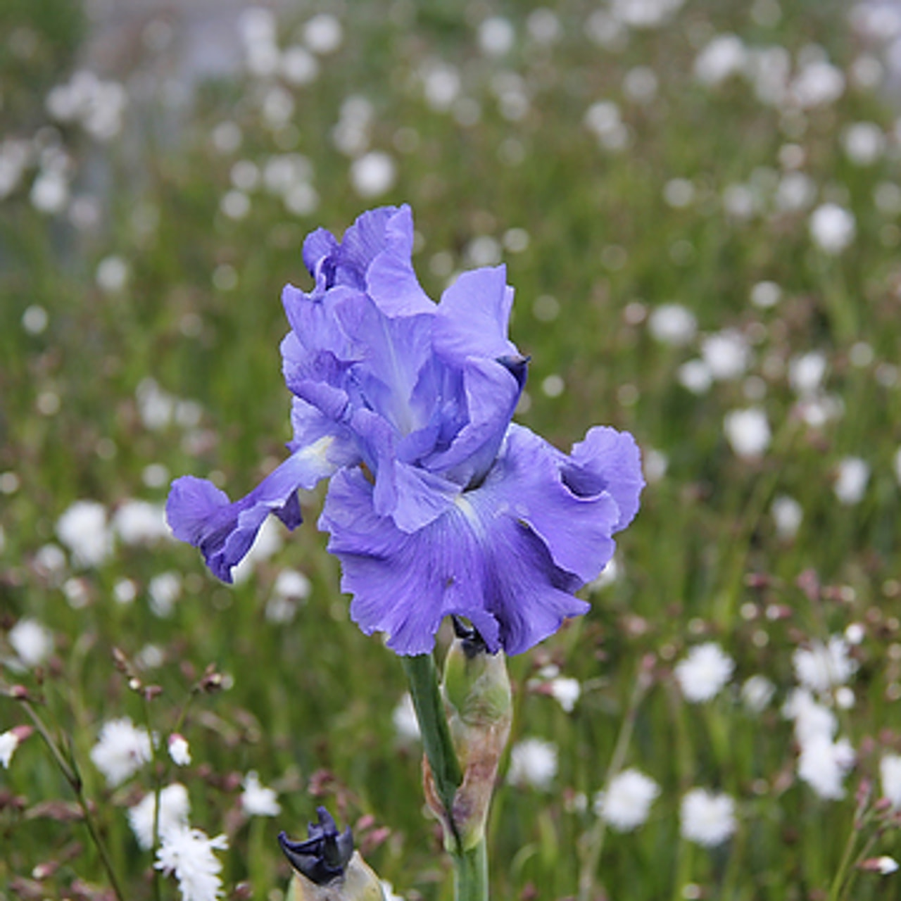 Kurjenmiekka Metolius Blues, Loukykvět