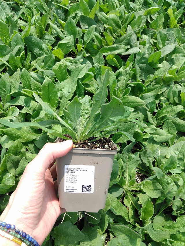 Ruusuruoho Red Knight - 9. 6. 2025