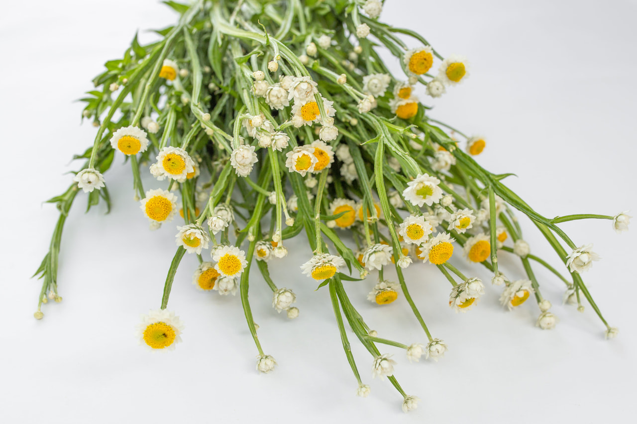 Sirosudenporkkana Grandiflorum, Loukykvět