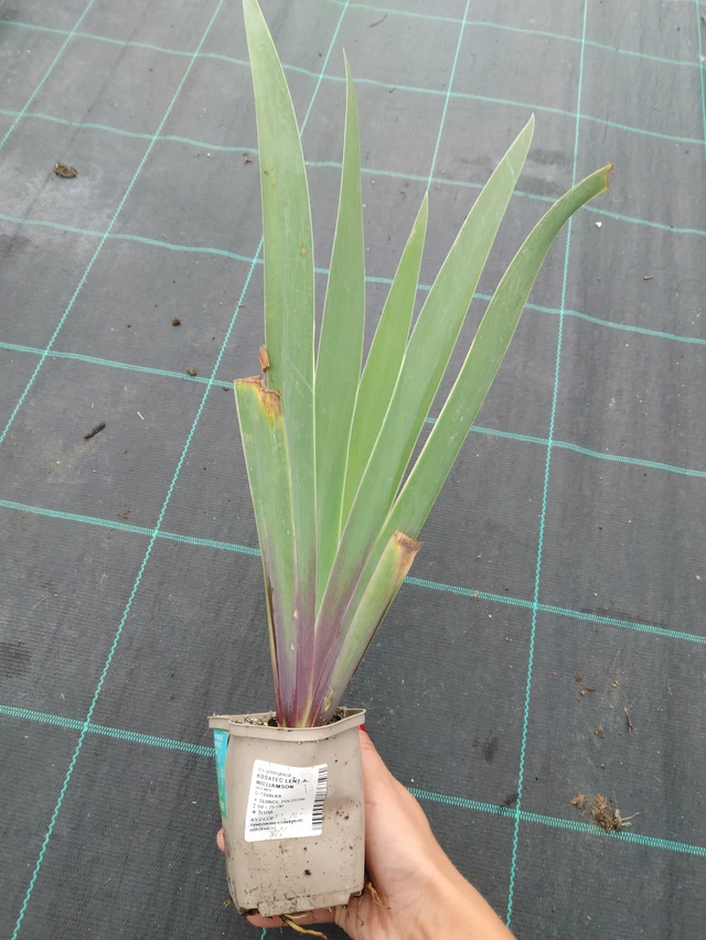 Kurjenmiekka Lent A. Williamson - 10. 9. 2025