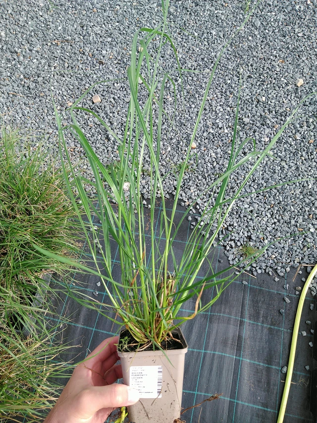 Sulkahirssi Cassian - 28. 7. 2025