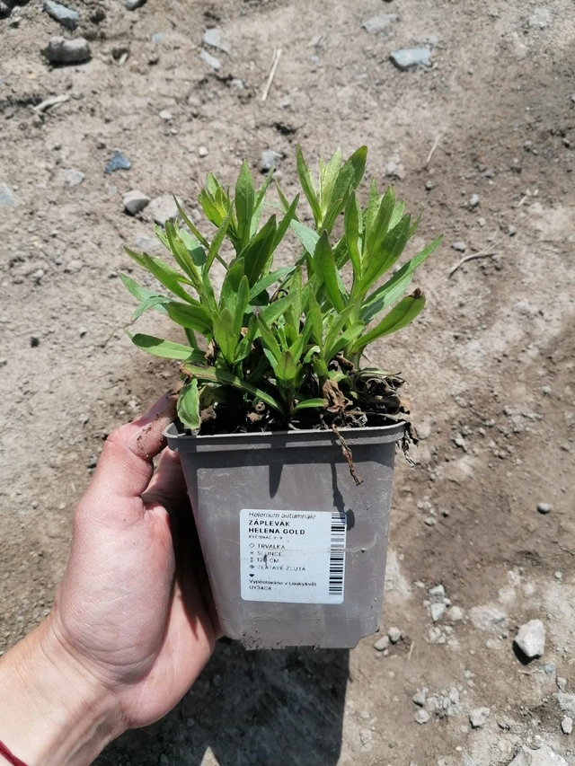 Hohdekukka Helena Gold - 2024