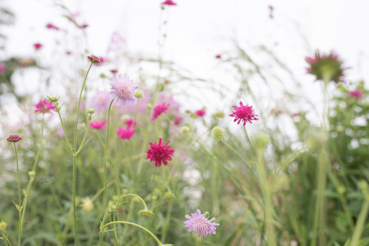 Beemdkroon Watercolours, Loukykvět