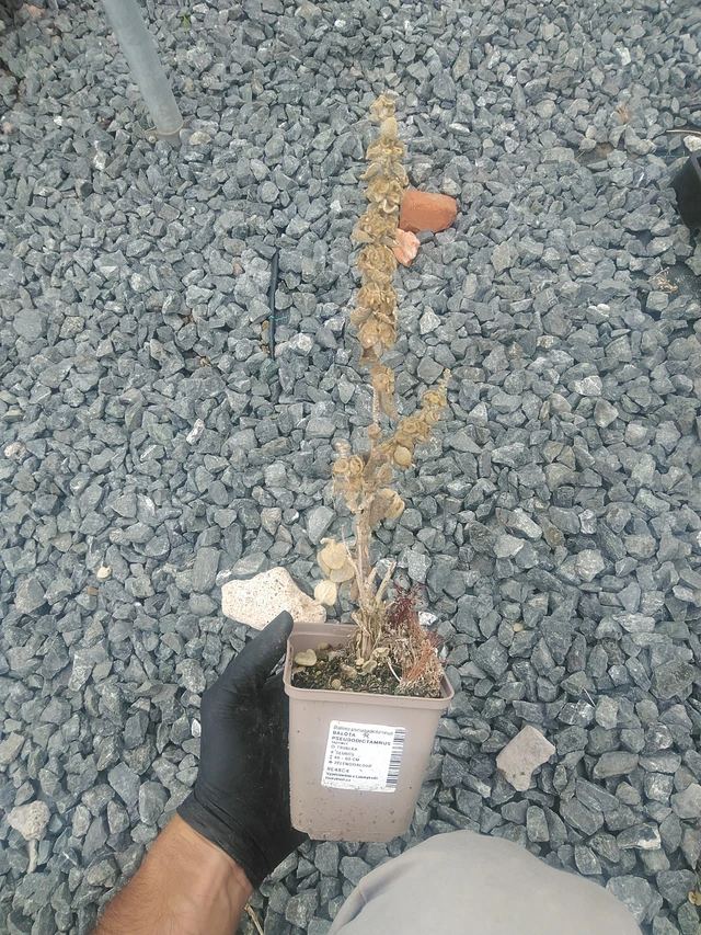 Vale-erakonyrtti - 10. 9. 2025