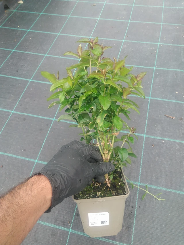 Leimu Sweet Summer Fantasy - 10. 9. 2025