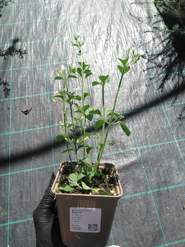 Metsäkalaminttu Menthe - 19. 8. 2025