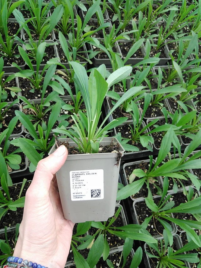 Piisku Golden Glory - 9. 6. 2025