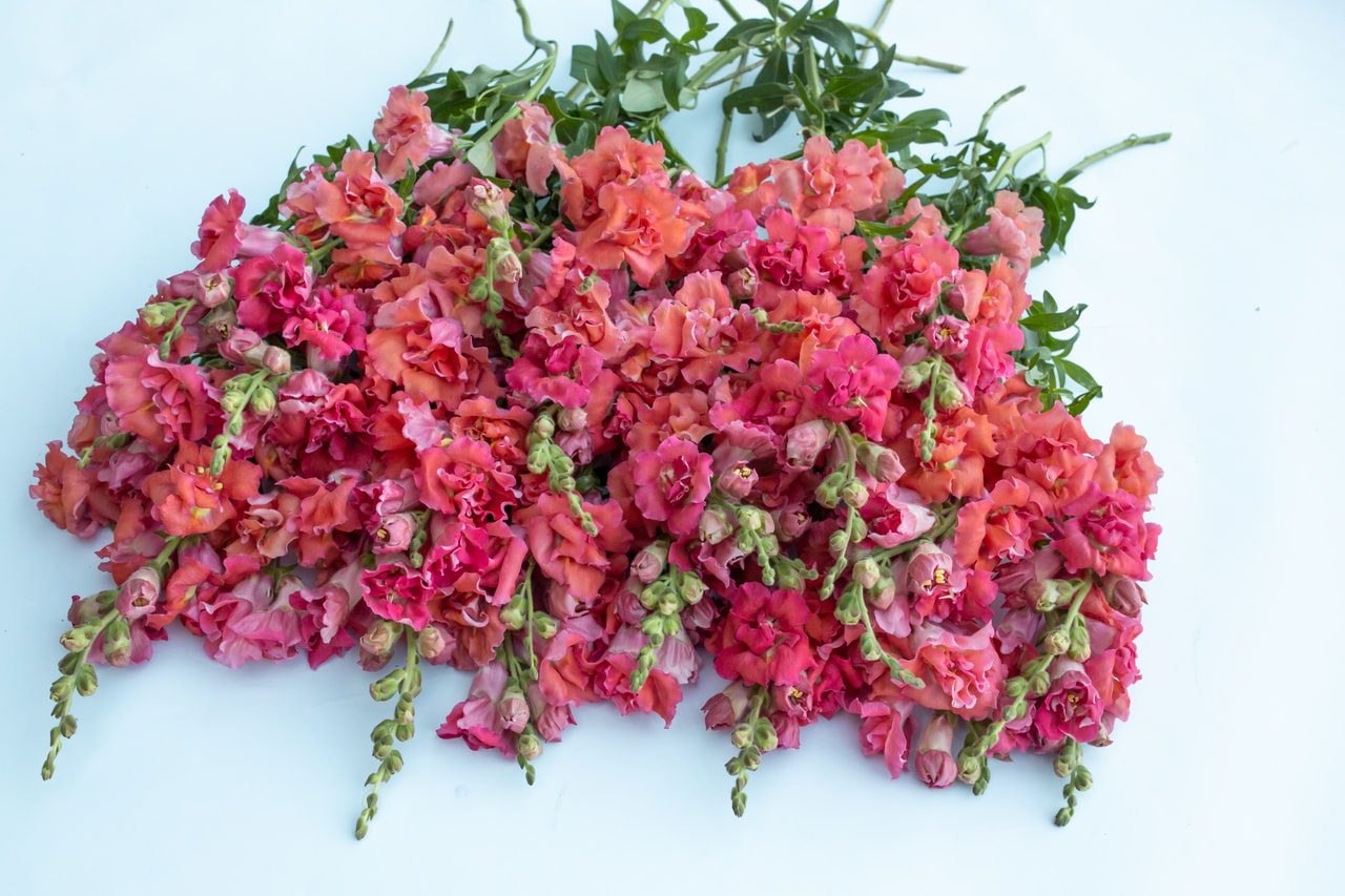 Leijonankita Madame Butterfly Cherry Bronze, Loukykvět