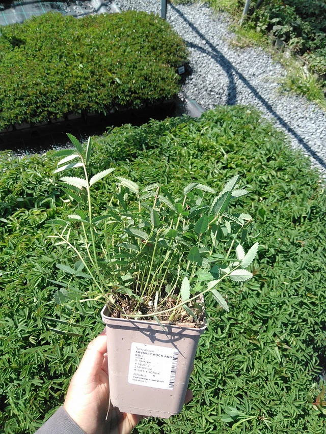 Luppio Rock and Roll - 13. 5. 2025