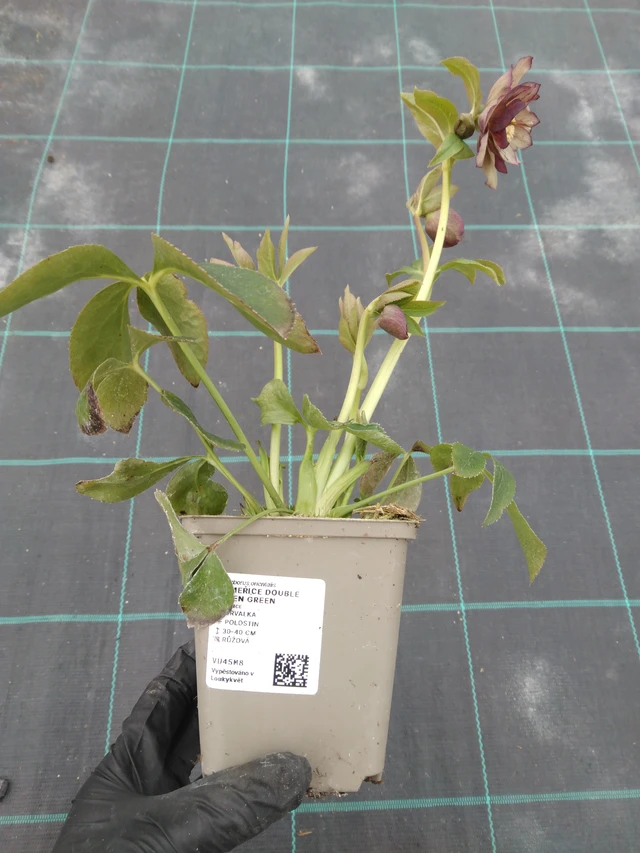 Jouluruusu Double Ellen Green - 1. 4. 2026