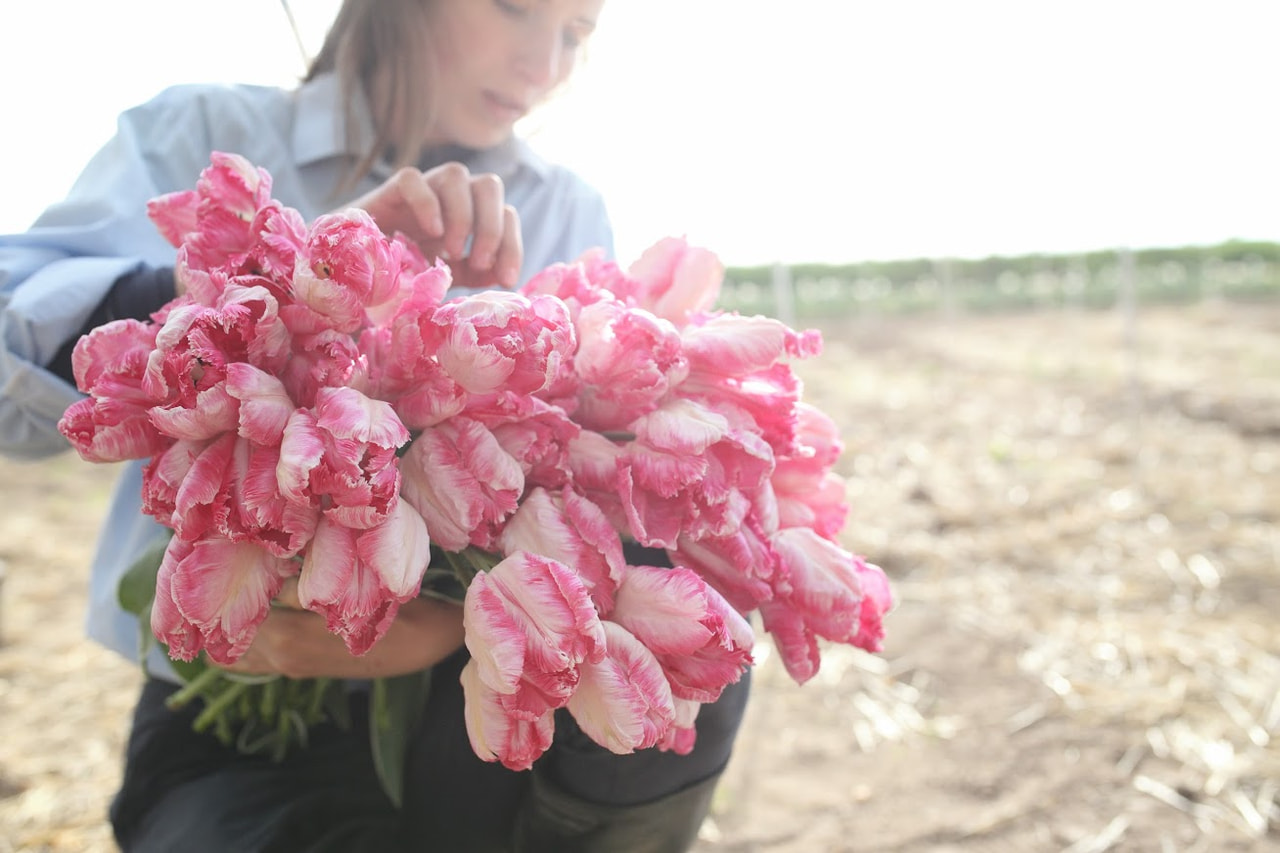 Tulppaani Silver Parrot, Loukykvět