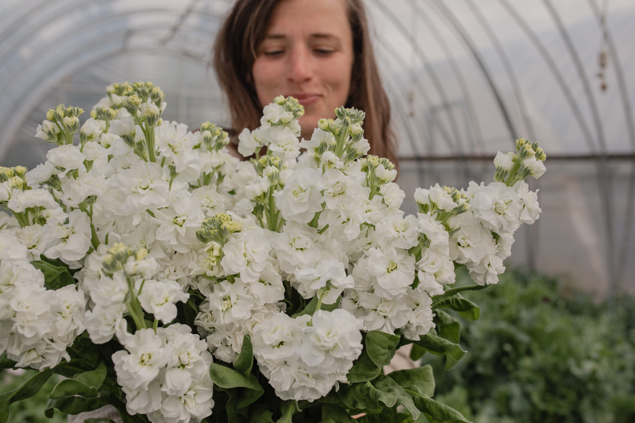 Stock StoX White, Loukykvět