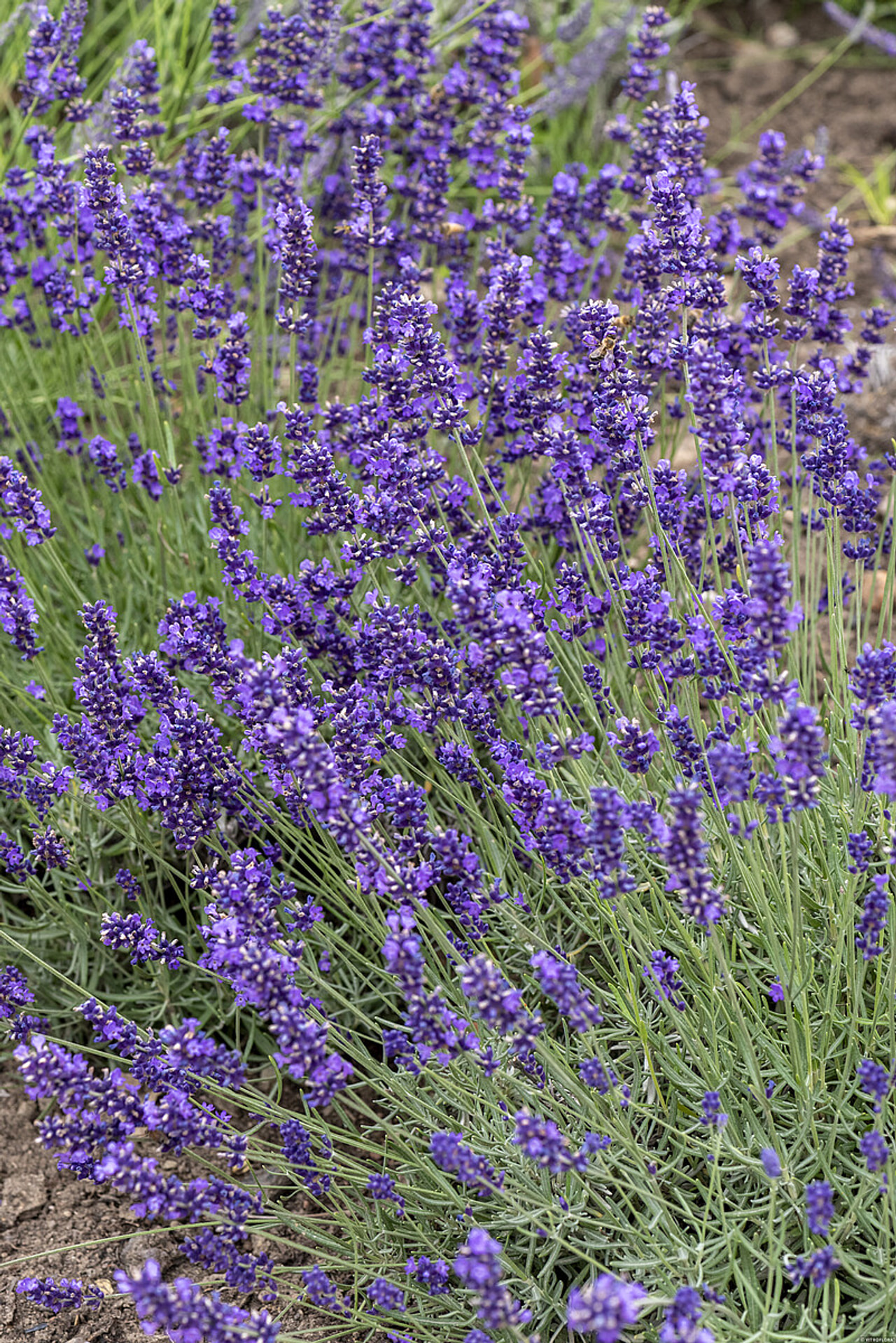 Levandule Hidcote, Loukykvět