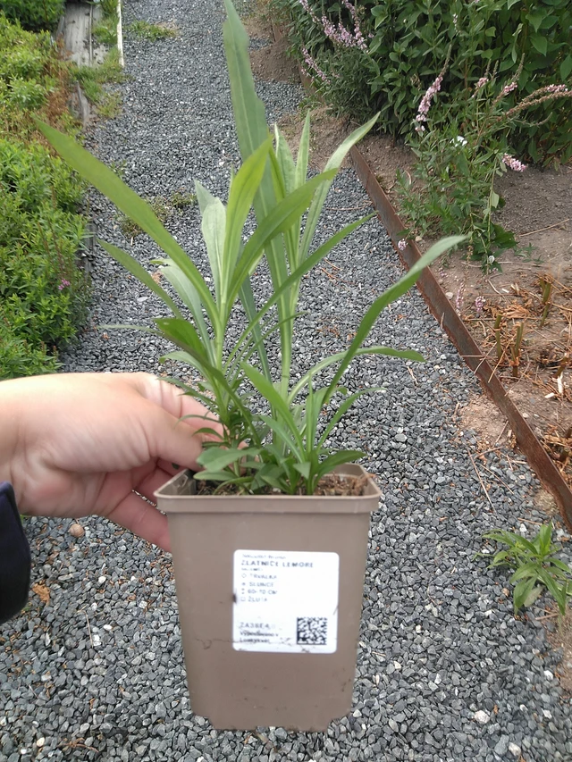 Solidaster Lemore - 11. 7. 2025