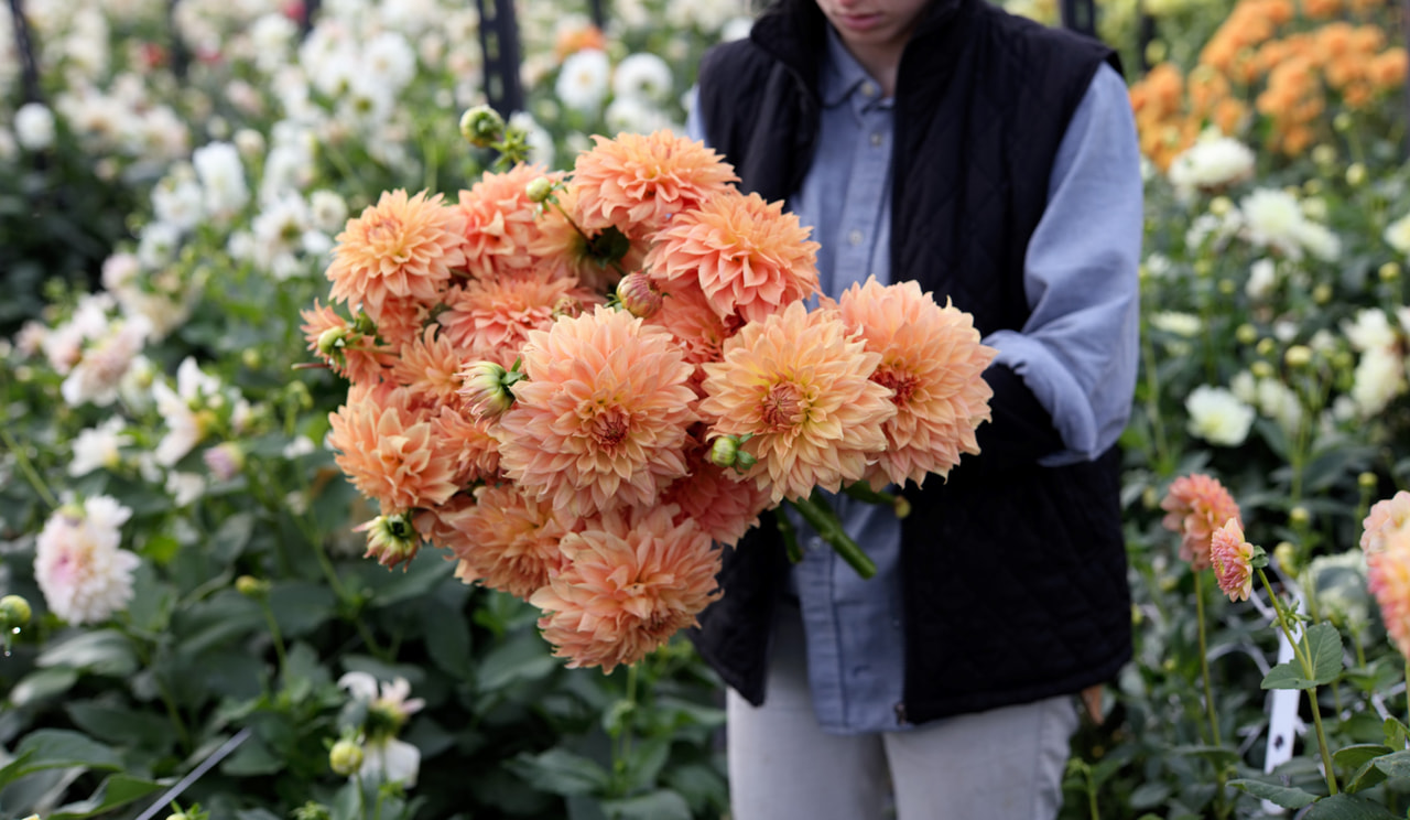 Dahlia Hapet Spartan, Loukykvět