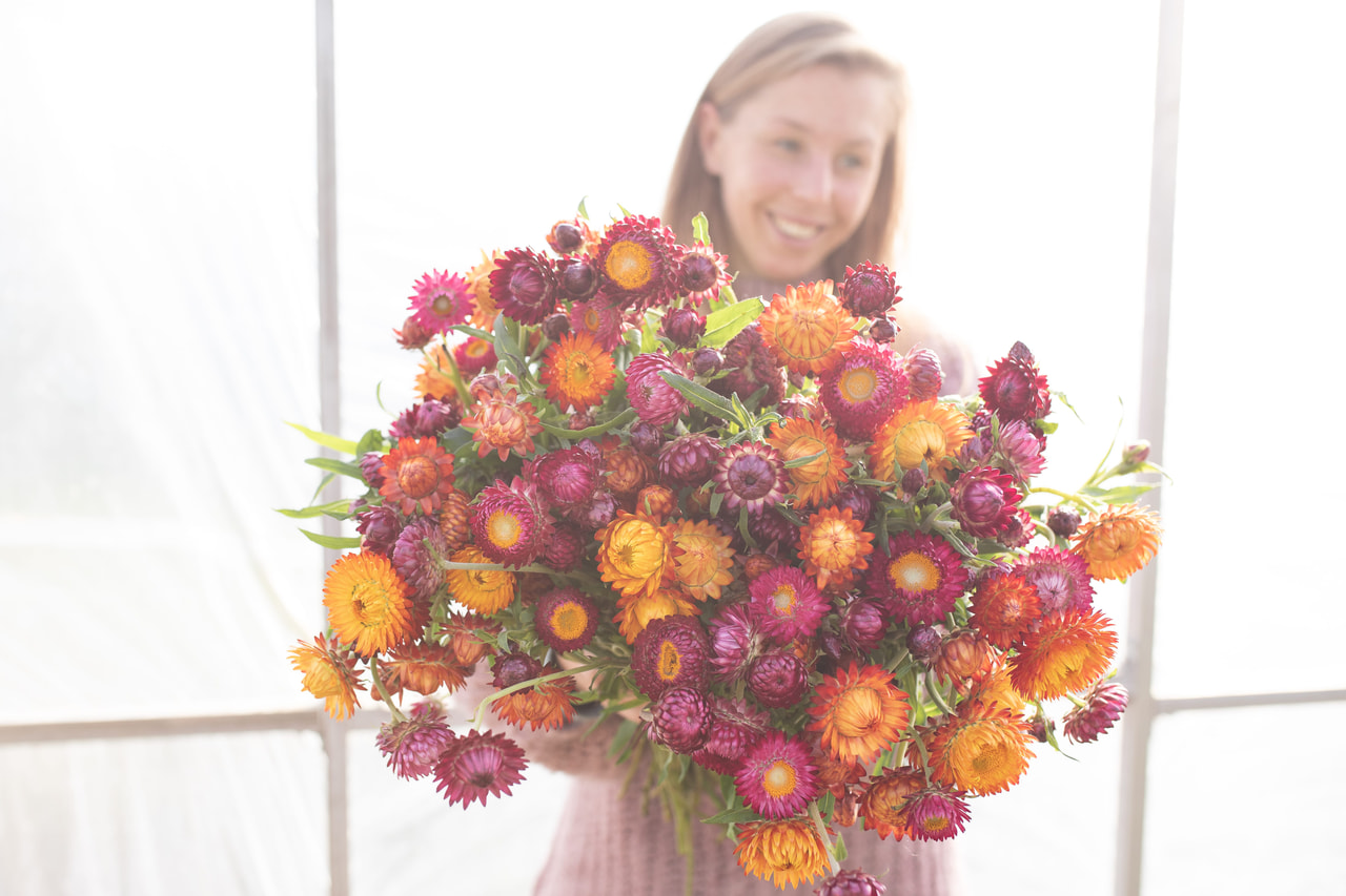 Olkikukka Grapes & Orange Mix, Loukykvět