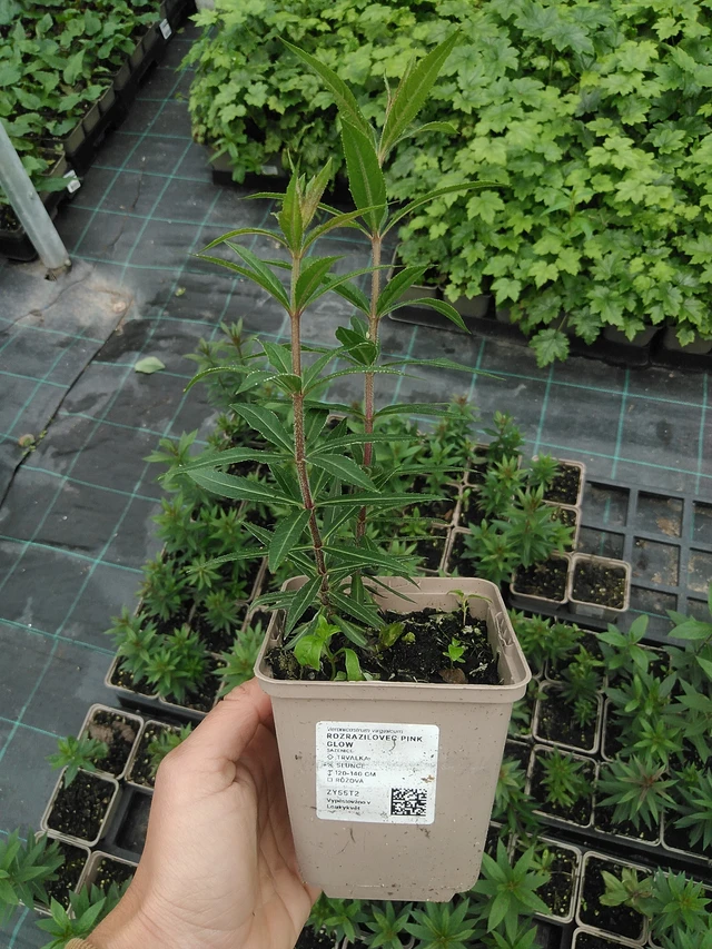 Tädykearvio Pink Glow - 9. 6. 2025