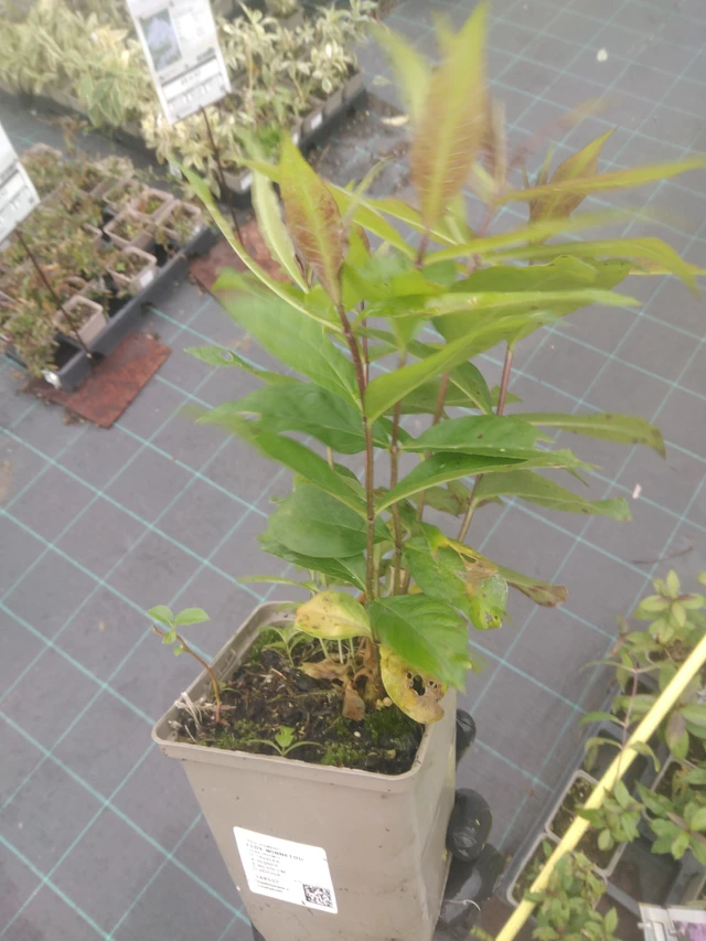 Leimu Winnetou - 23. 10. 2025