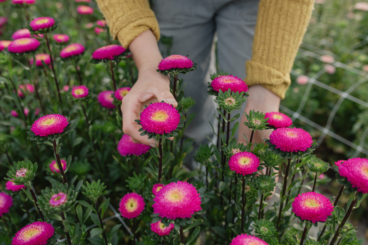 Kiinanasteri Bonita Pink, Loukykvět
