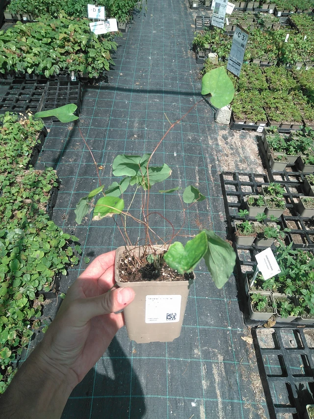 Epimedium Yenomoto - 24. 6. 2025