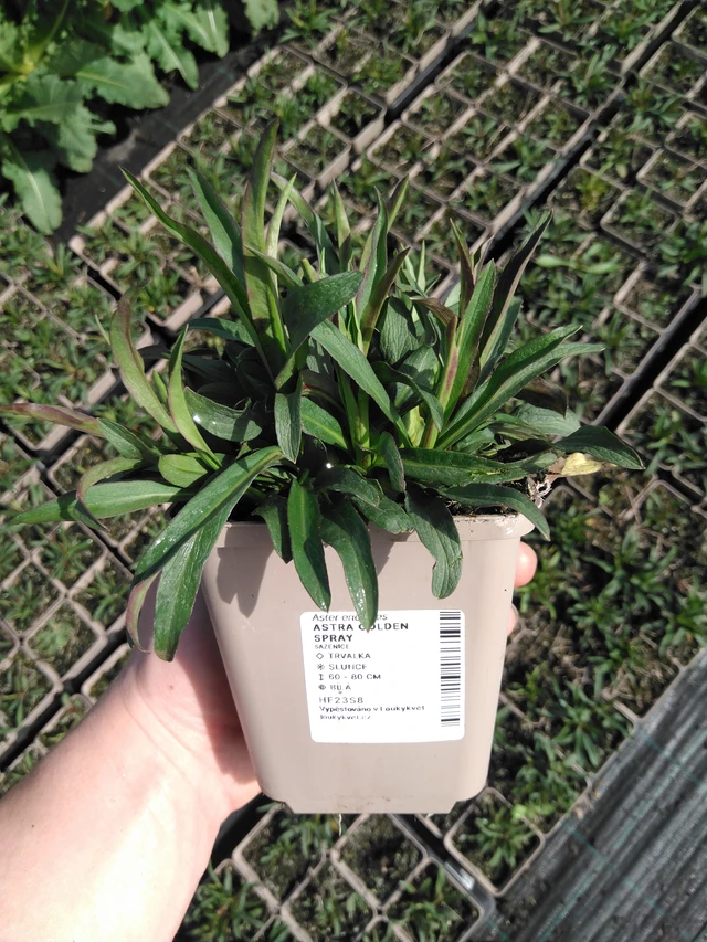 Asteri Golden Spray - 2024