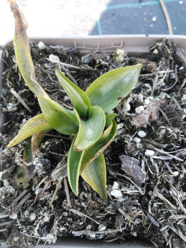 Gaura Chadd's Ford - 3. 4. 2025