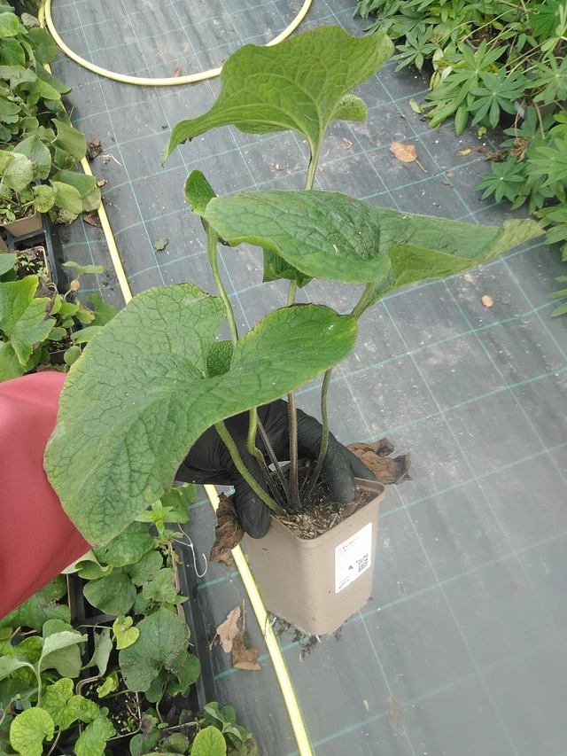 Brunnera macrophylla - 13. 10. 2025