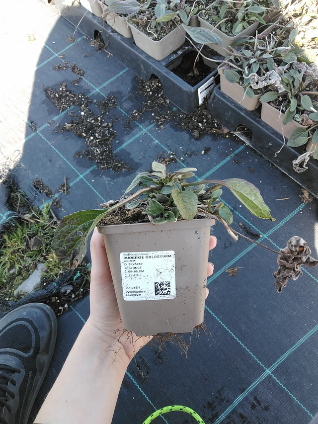 Sädepäivänhattu Goldsturm - 7. 4. 2026