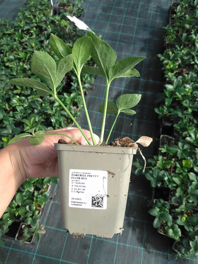 Jouluruusu Pretty Ellen Red - 11. 7. 2025