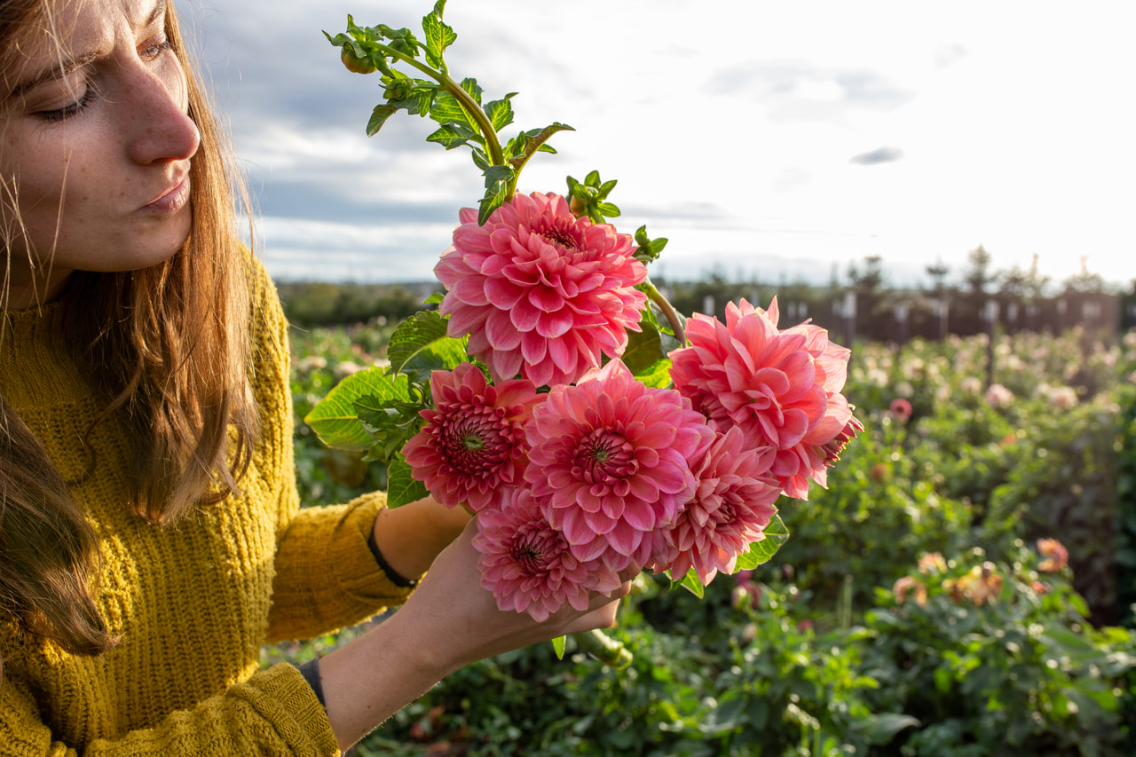 Daalia Askwith Minnie, Loukykvět