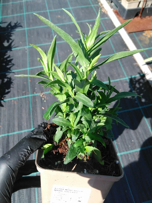 Aster novi-belgii Marie Ballard - 19. 8. 2025