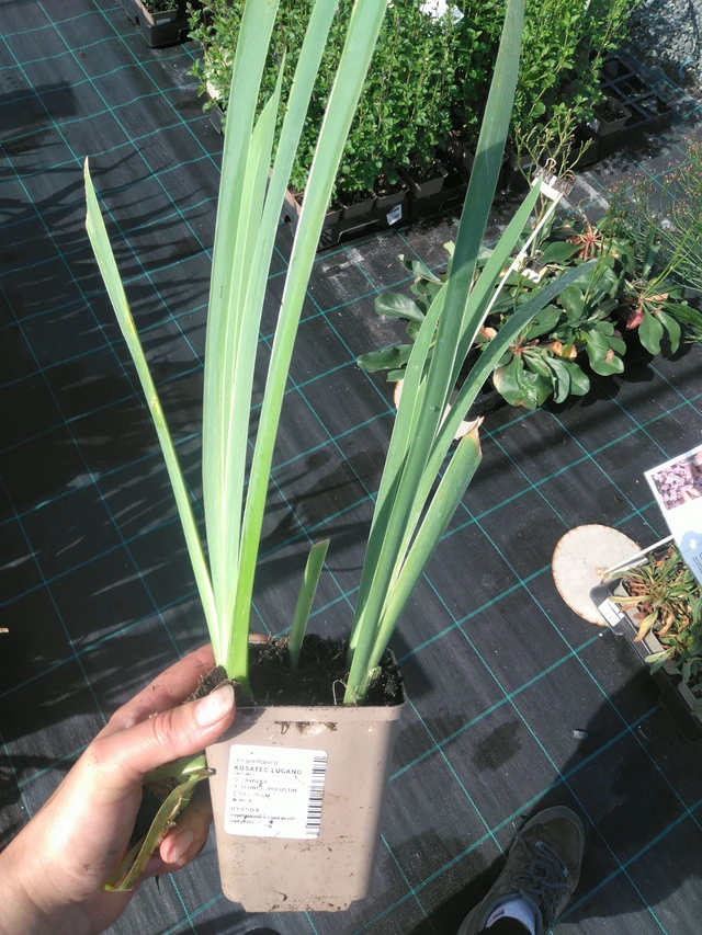 Kurjenmiekka Lugano - 11. 7. 2025