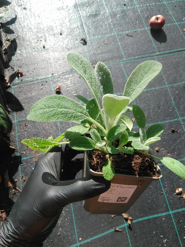 Nukkapähkämö Silver Carpet - 1. 9. 2025