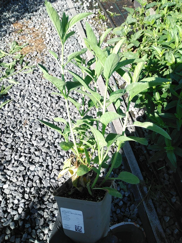 Tähkätädyke Skyler Pink - 19. 8. 2025