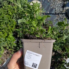 Plant