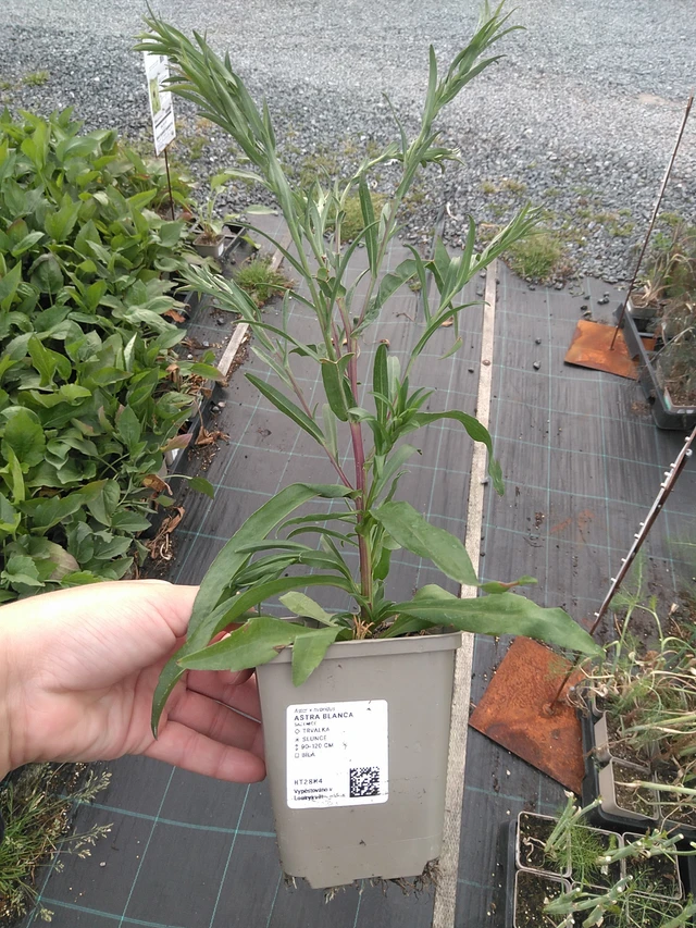 Asteri Blanca - 11. 7. 2025