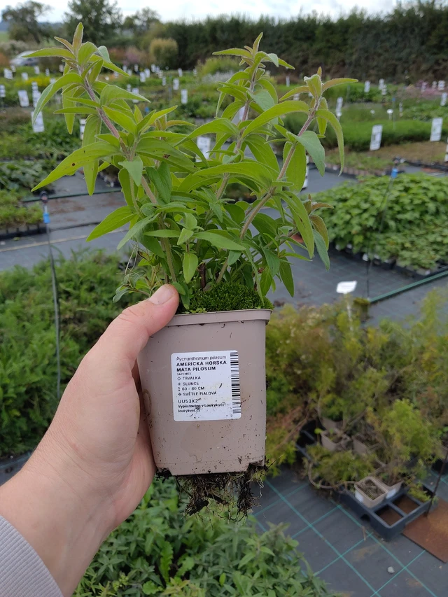 Menta de montaña americana Pilosum - 9. 10. 2025