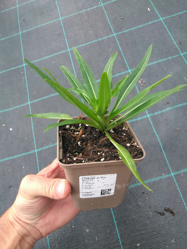 Stokesia Klaus Jelitto - 25. 7. 2025