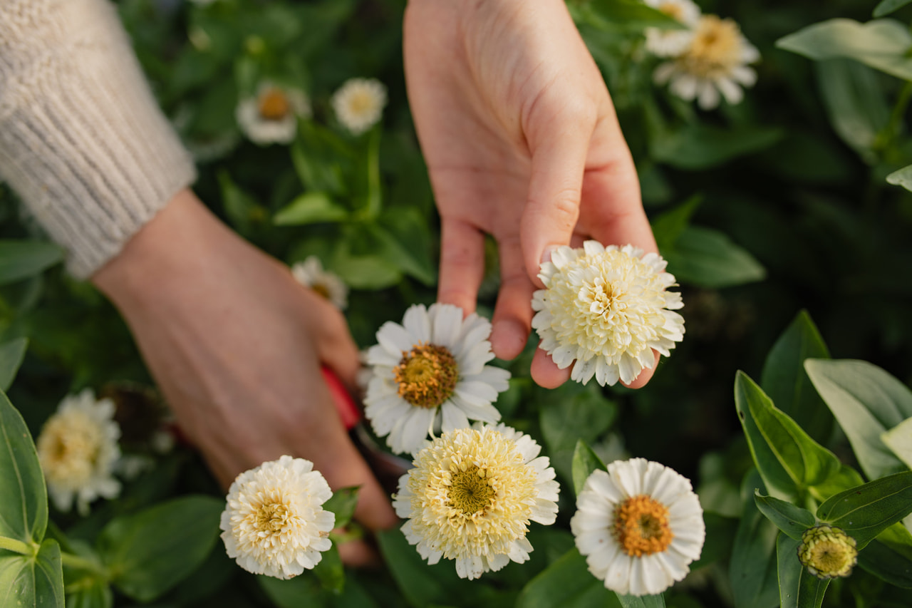 Pruudisõlg Zinderella White, Loukykvět