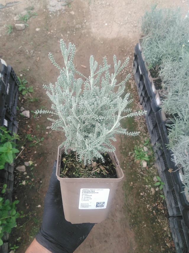 Hopeasantoliina - 10. 9. 2025