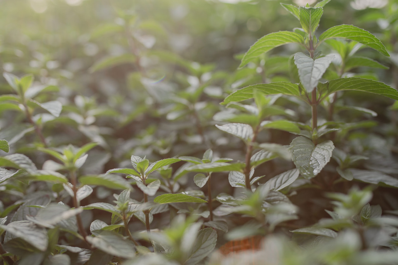 Basilikaminttu, Loukykvět