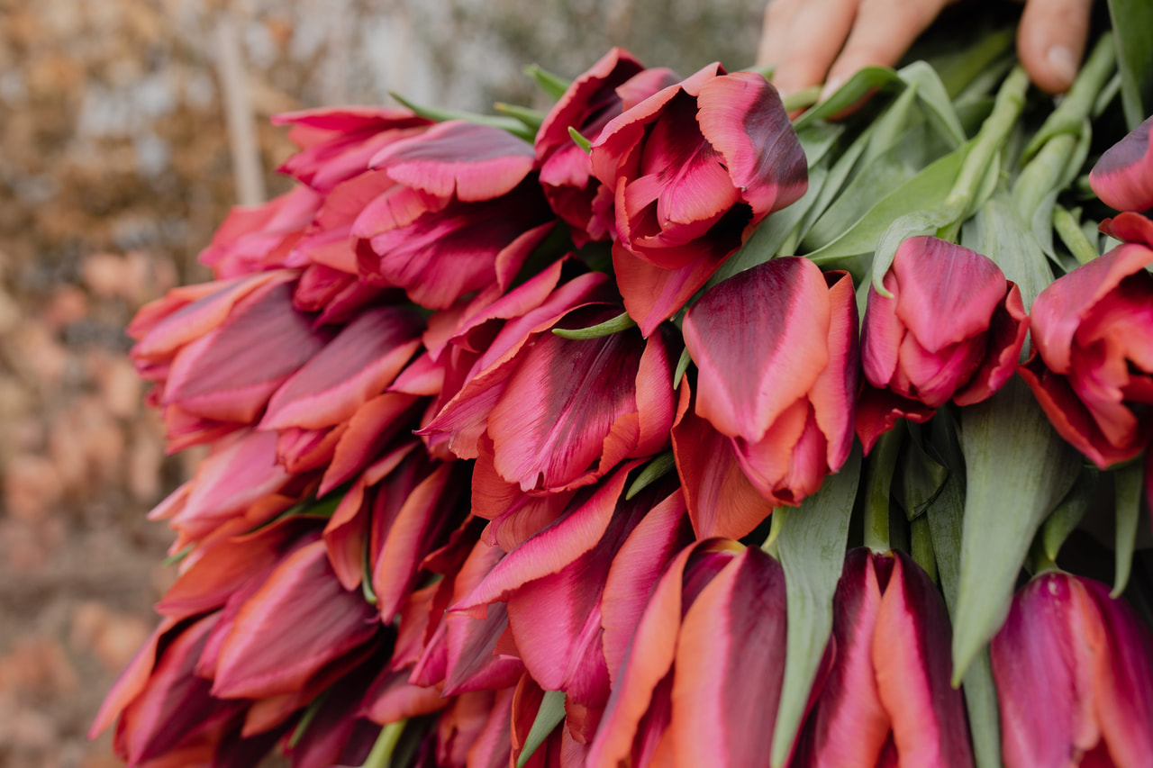 Tulppaani Muvota, Loukykvět